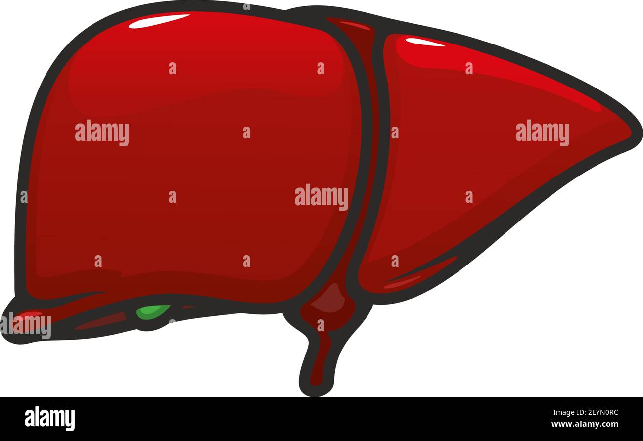 Symbol für isolierte Vektorgrafik für Leberanatomie. Menschliches inneres Organ, anatomische Struktur im Verdauungssystem Stock Vektor