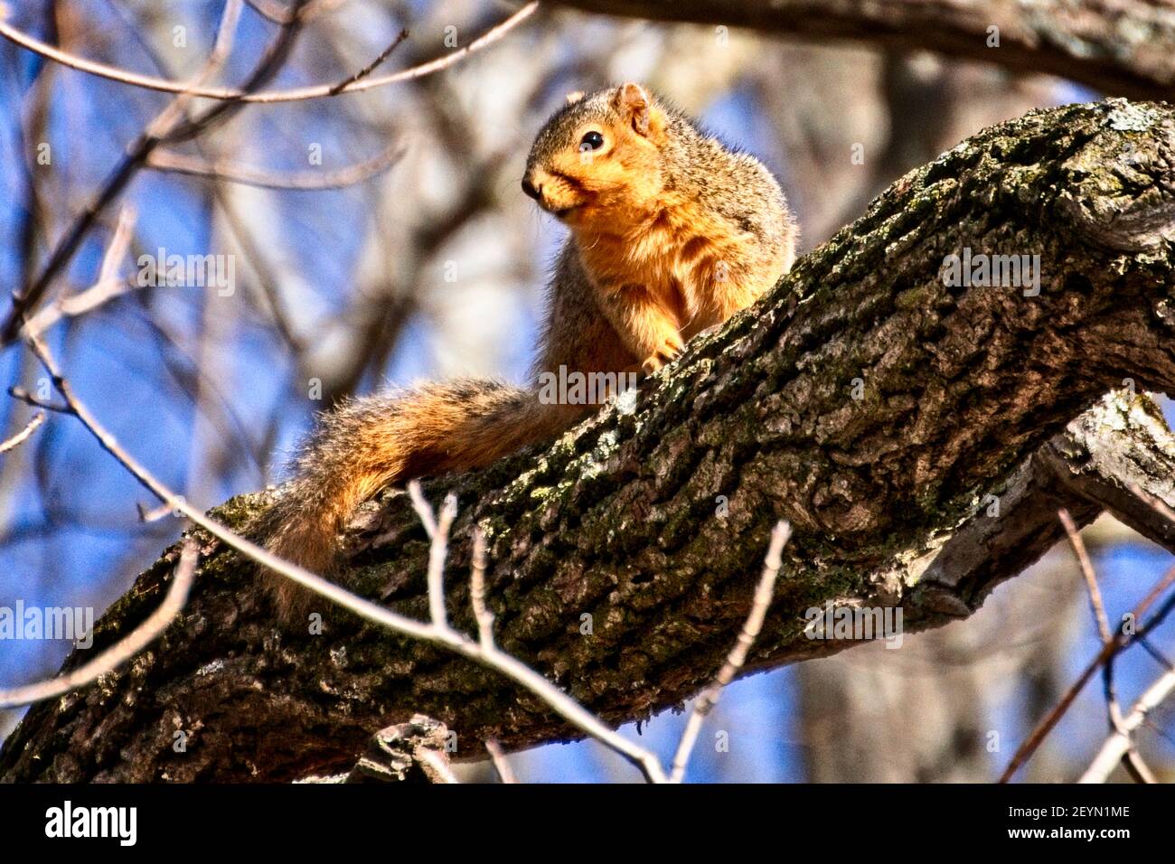 Fuchshörnchen hängen in einem Baum Stockfoto