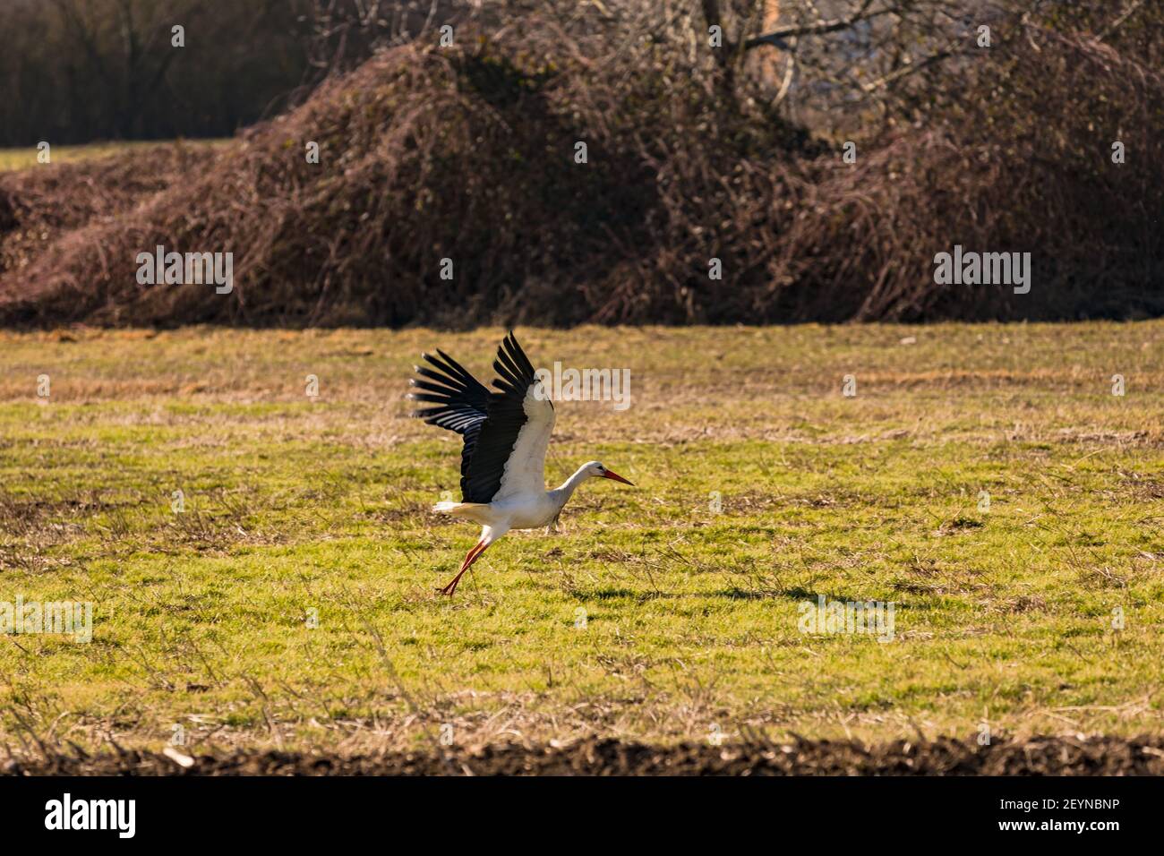Ein Storch beginnt auf einem offenen Feld und läuft hinein IT Stockfoto