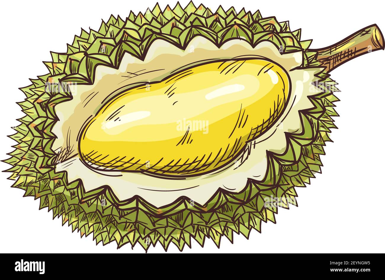 Durian tropische Frucht isoliert Skizze. Vector exotische Dessert, leckere Fruchtfleisch mit gelbem Fleisch Stock Vektor