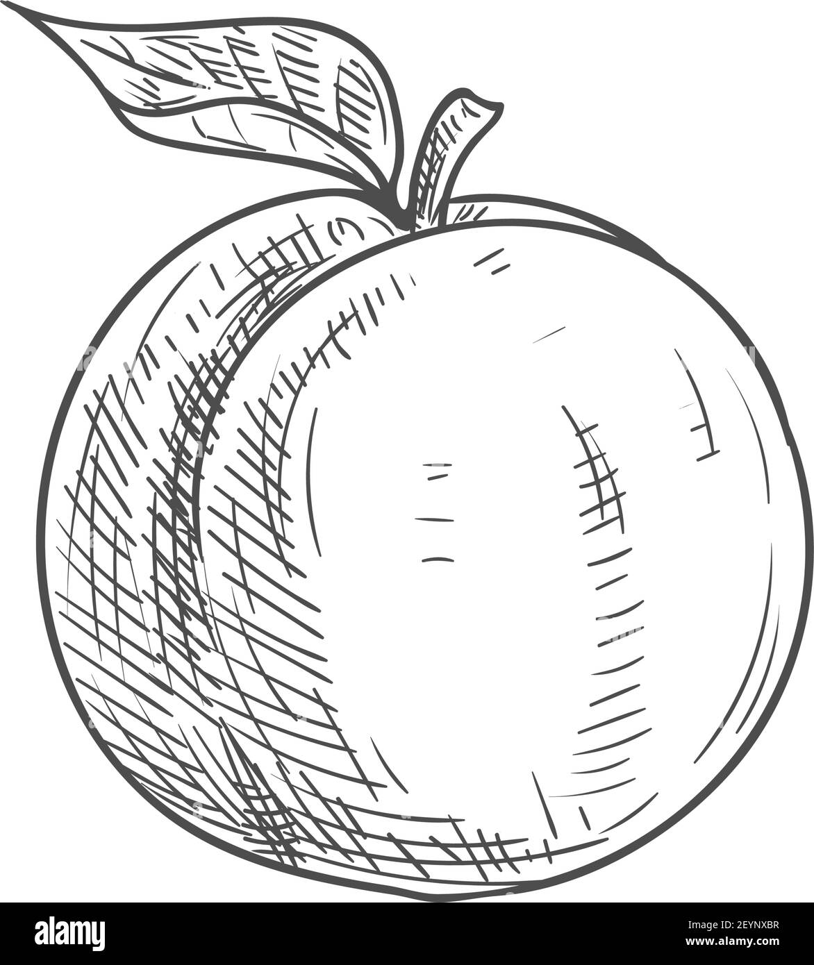 Aprikosenfrucht Skizze. Vektor isoliert Bio natürliche Aprikosenfrucht Stock Vektor