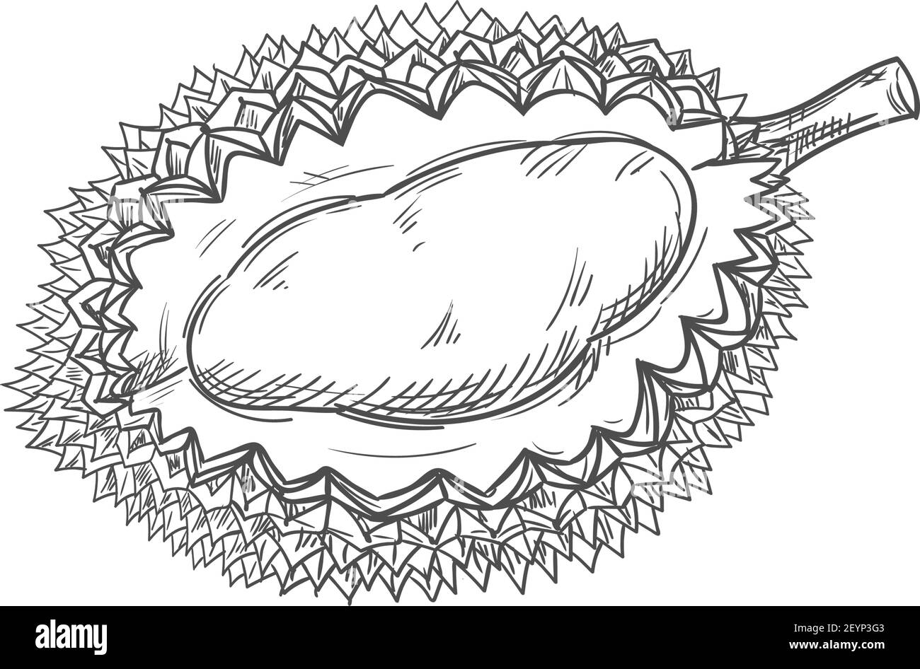 Durian tropische Frucht isoliert Skizze. Vector exotische Dessert, leckere Fruchtfleisch mit gelbem Fleisch Stock Vektor