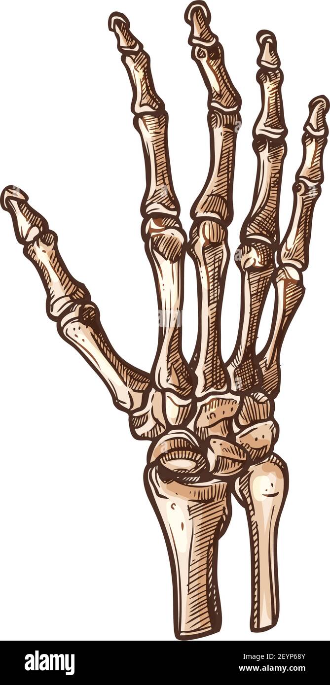 Karpaltknochen isolierte Skizze des menschlichen Handgelenkskeletts. Vector carpus verbindende Hand zum Unterarm Stock Vektor