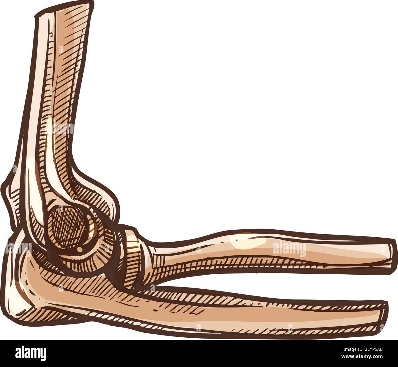Ellbogenknochen, menschliches Skelett isolierte Skizze. Vektor zwei radiale Knochen von Unterarm und Ulna Stock Vektor