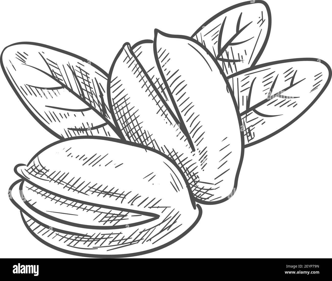 Geschälte Pistazien-Nüsse, in harter Schale und mit Blättern isoliert Skizze. Vector vegetarische Lebensmittel Snacks Stock Vektor
