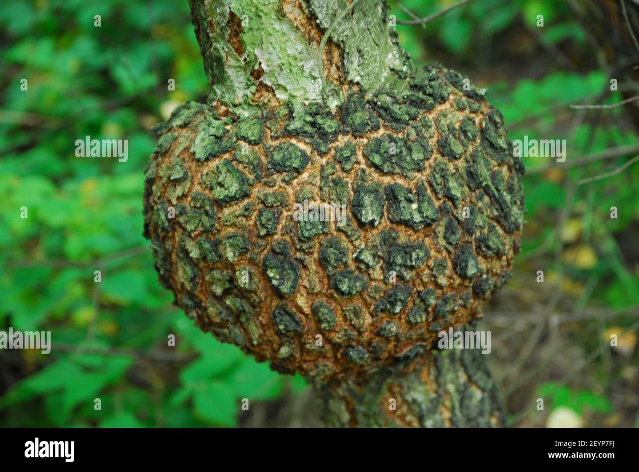 Abnormes Wachstum auf dem Baum, abnorm, Wachstum, Stockfoto
