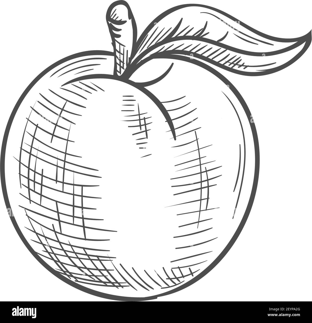 Aprikose oder Pfirsich isoliert Sommer Beere Skizze. Vektor saftige Frucht mit Blatt Stock Vektor