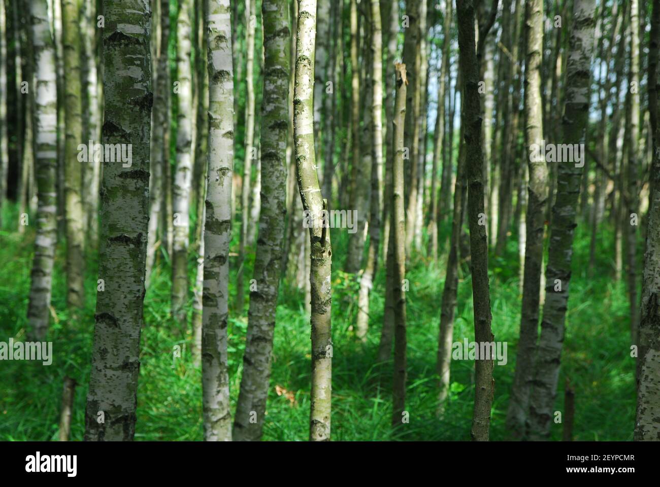 Waldbirke, Wald, Birke, betula pendula, Silberbirke, Waldgras