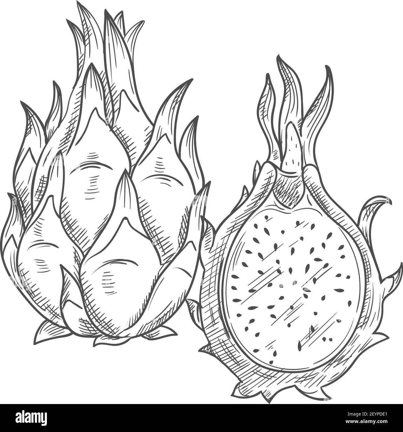 Pitaya Dragonfruit isoliert Lebensmittel Skizze. Vektor-pithaya, exotische tropische Dessert, Drachenfrucht Stock Vektor