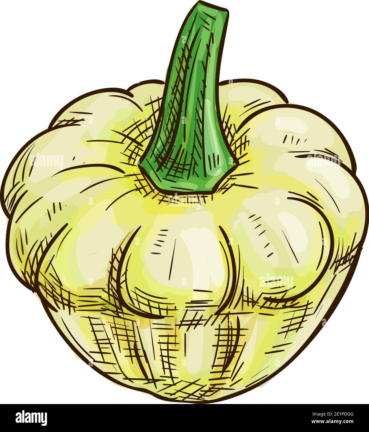 Pattypan Squash isoliert Patty Pfanne Gemüse Skizze. Vector vegetarisches Essen, weiße Pattypan Stock Vektor