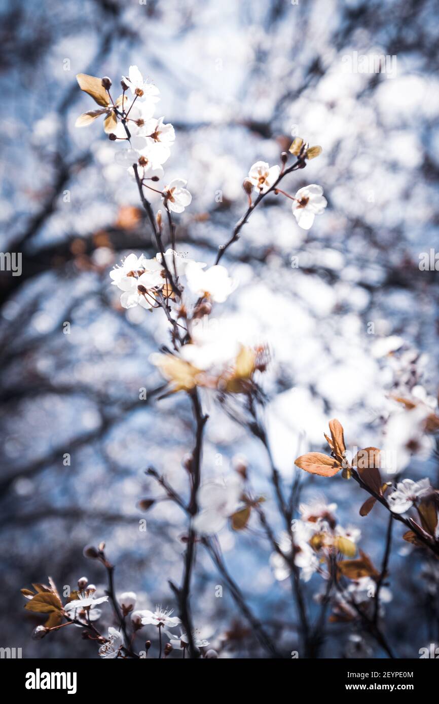 Eine abstrakte Nahaufnahme der Kirschblüte auf einem Baum Stockfoto