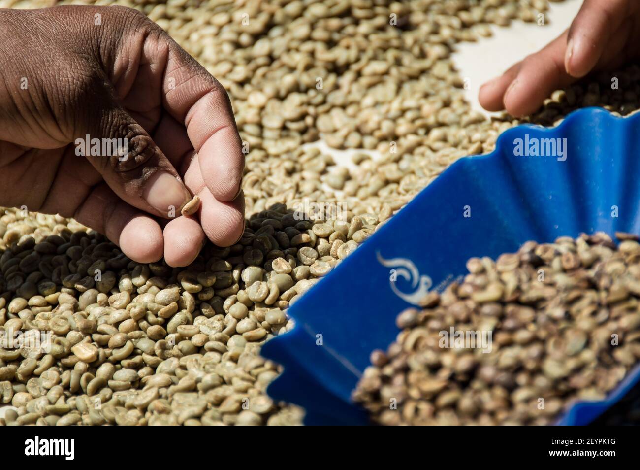 Auswahl der besten panamaischen, Kaffeekörner von Hand, Boquete, Panamá Stockfoto