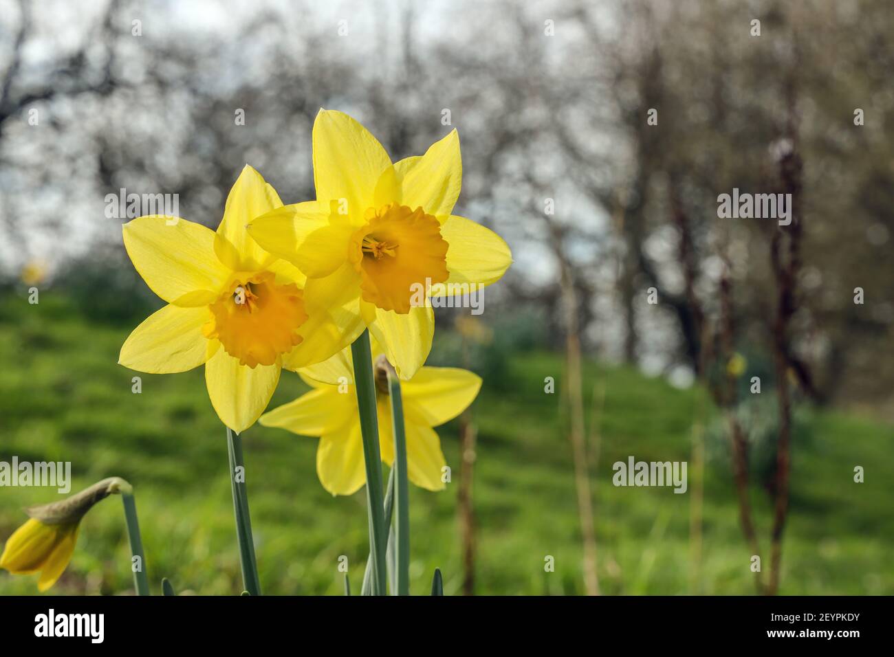 Leuchtend gelbe Narzissen im Frühling willkommen. Der Devonport Park in Plymouth wird oft als Peoples Park bezeichnet. Stockfoto