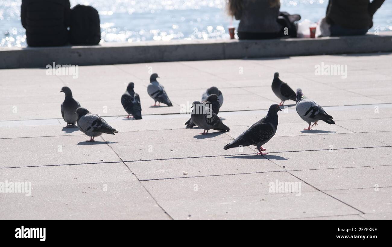 Türkei. Bosporus istanbul. Menschen, Touristen sitzen auf Betonstein in Ufer bosporus. Sie fotografieren und füttern Möwen und Tauben und Tauben Stockfoto