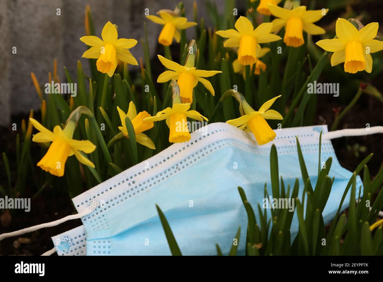 Dafodills und Gesichtsmaske Stockfoto