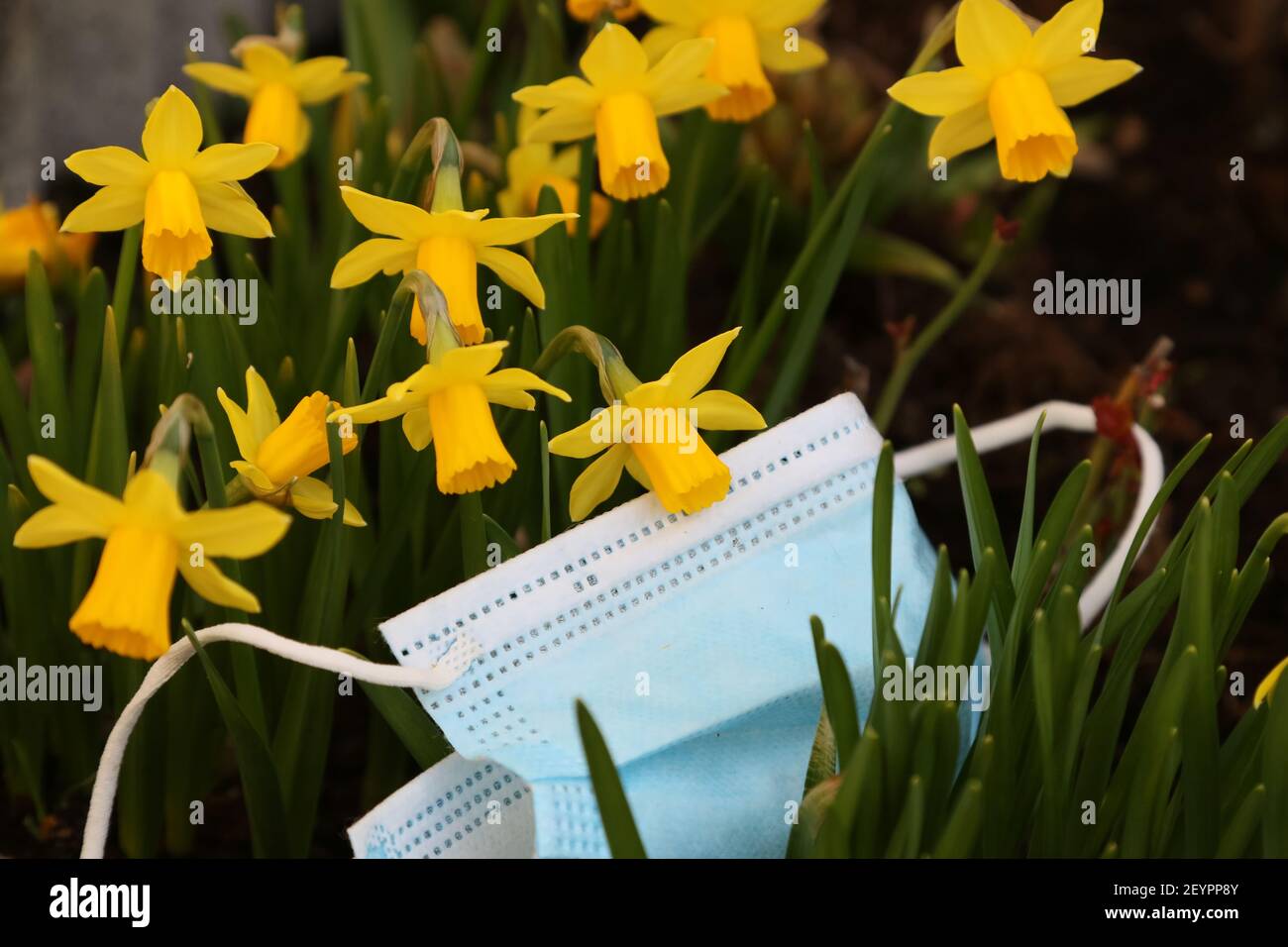 Dafodills und Gesichtsmaske Stockfoto