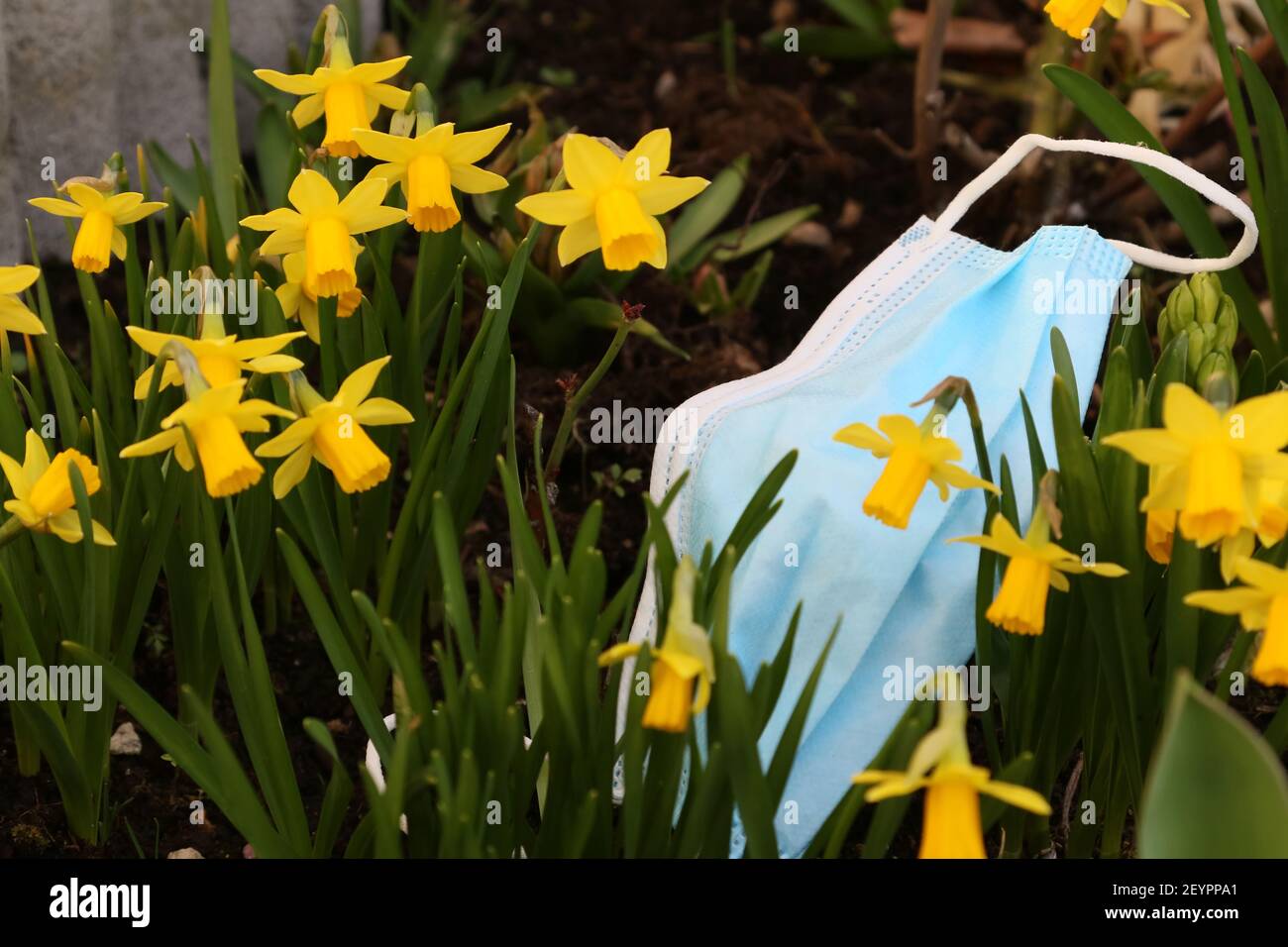 Dafodills und Gesichtsmaske Stockfoto