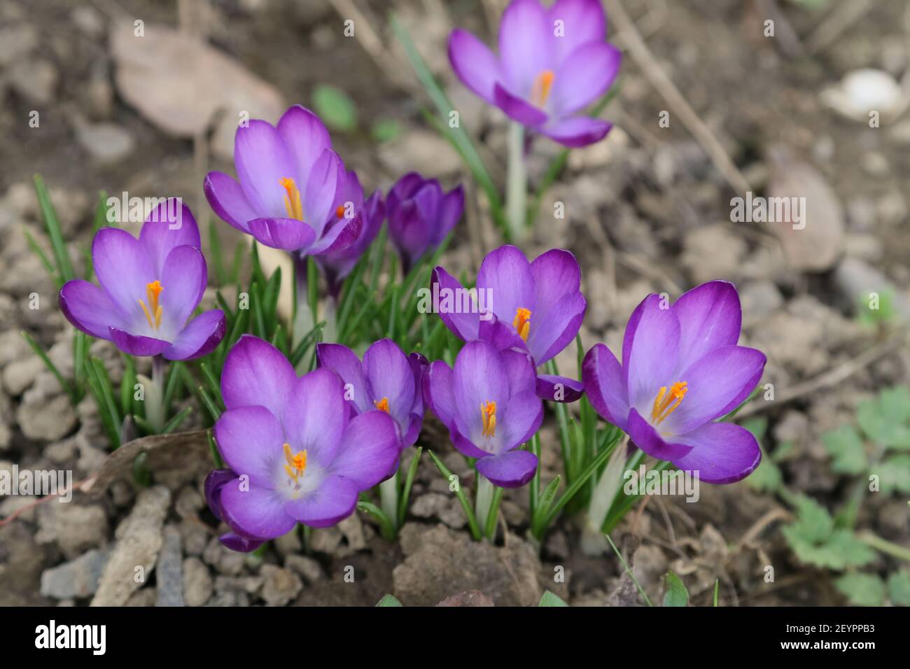 Krokusse im Garten Stockfoto