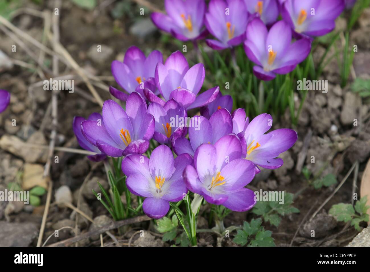 Krokusse im Garten Stockfoto