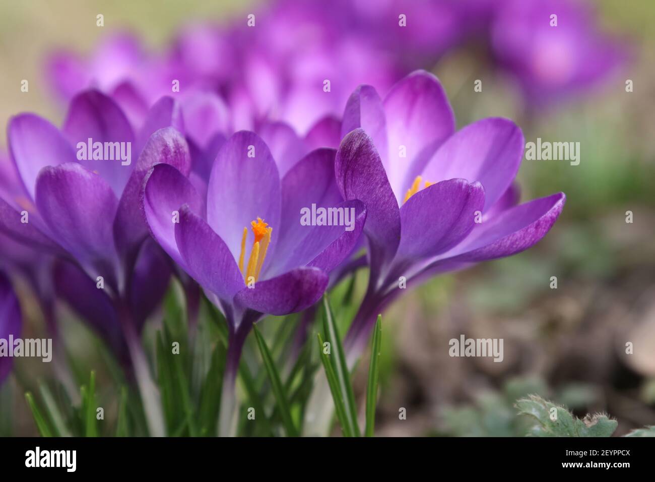Krokusse im Garten Stockfoto
