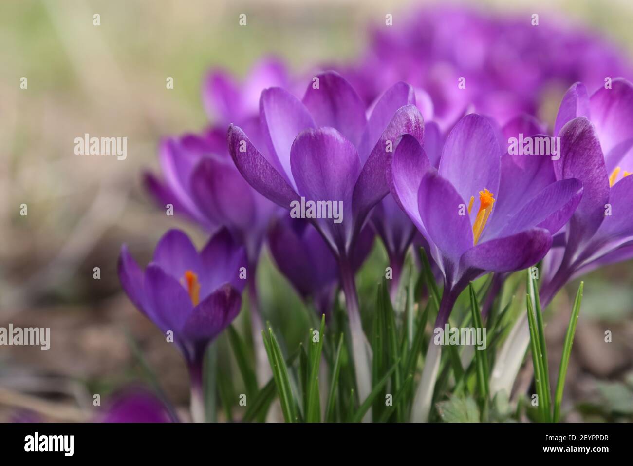 Krokusse im Garten Stockfoto