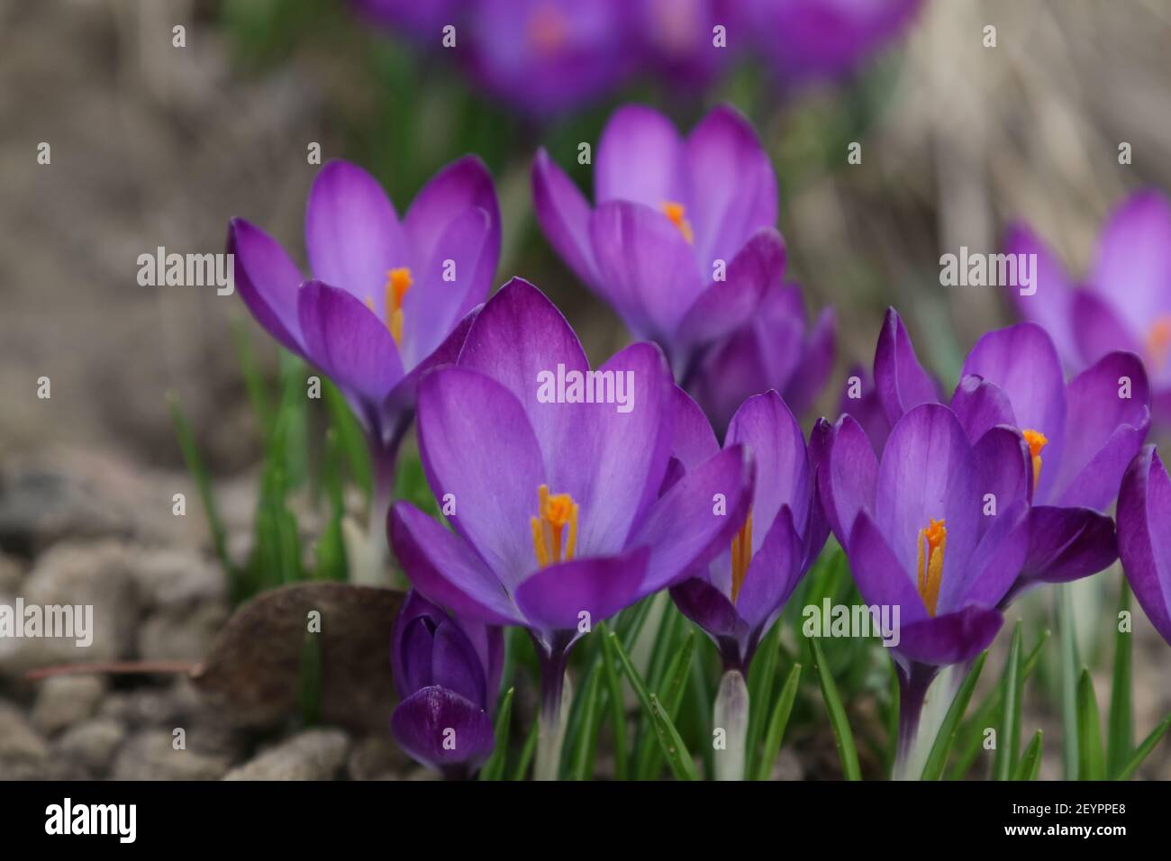 Krokusse im Garten Stockfoto