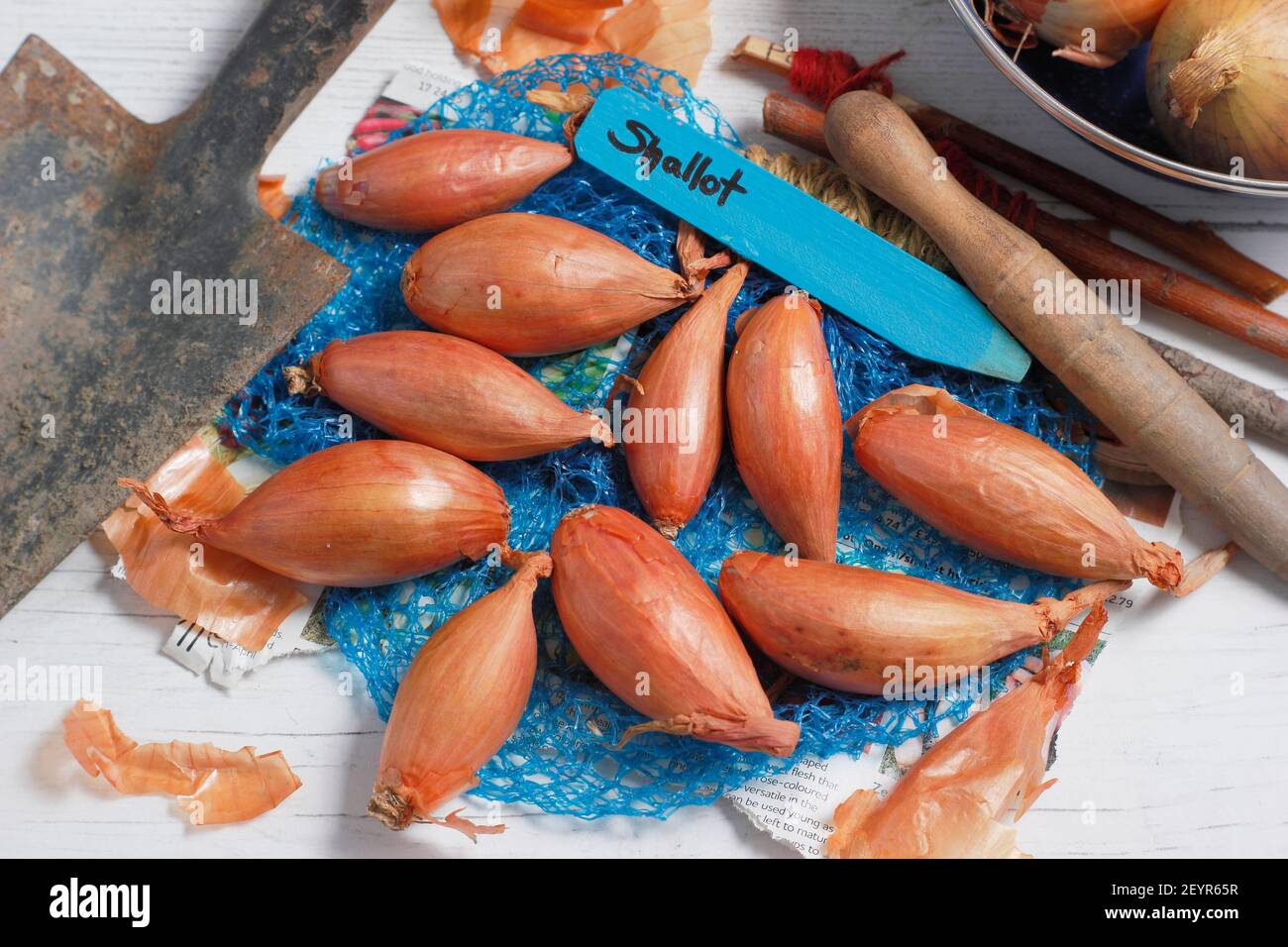 Set von Schalotten bereit für die Pflanzung in einer heimischen Küche Garten. Im Bild: Allium cepa aggregatum 'Longor' Bananenschallots. VEREINIGTES KÖNIGREICH Stockfoto