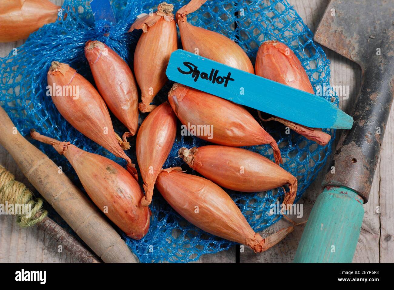 Set von Schalotten bereit für die Pflanzung in einer heimischen Küche Garten. Im Bild: Allium cepa aggregatum 'Longor' Bananenschallots. VEREINIGTES KÖNIGREICH Stockfoto