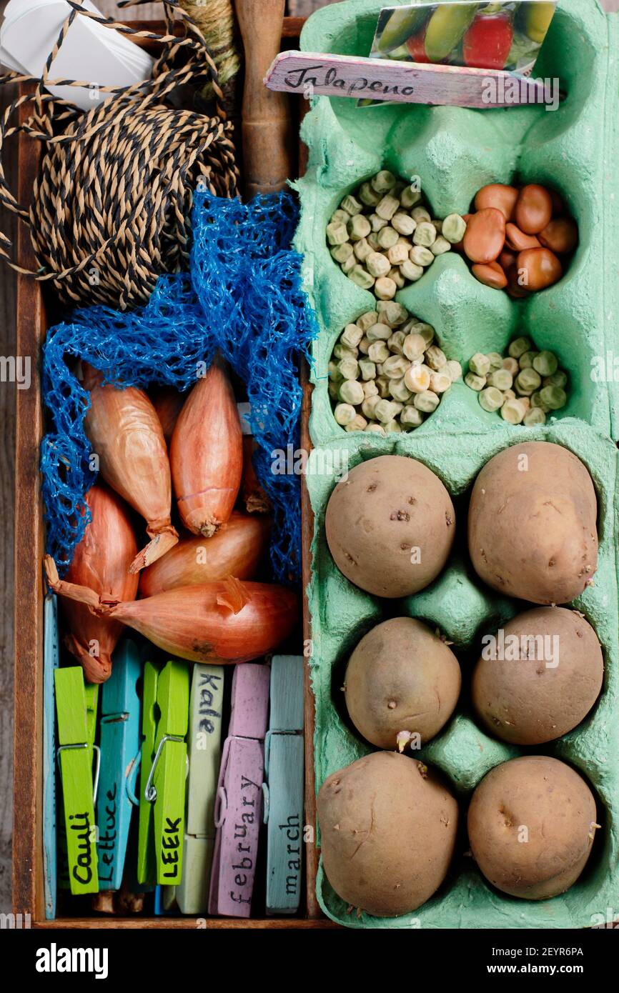 Wachsen Sie Ihr eigenes. Saatkartoffeln, Schalotten-Set, Erbse, Chili und Brotsamen mit Gartenbausatz auf einer Topfbank Ende Februar. VEREINIGTES KÖNIGREICH Stockfoto