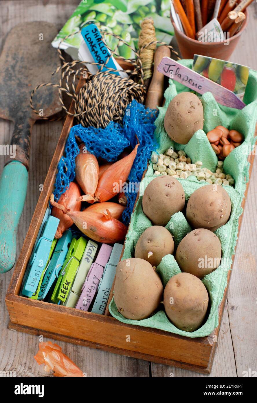 Wachsen Sie Ihr eigenes. Saatkartoffeln, Schalotten-Set, Erbse, Chili und Brotsamen mit Gartenbausatz auf einer Topfbank Ende Februar. VEREINIGTES KÖNIGREICH Stockfoto