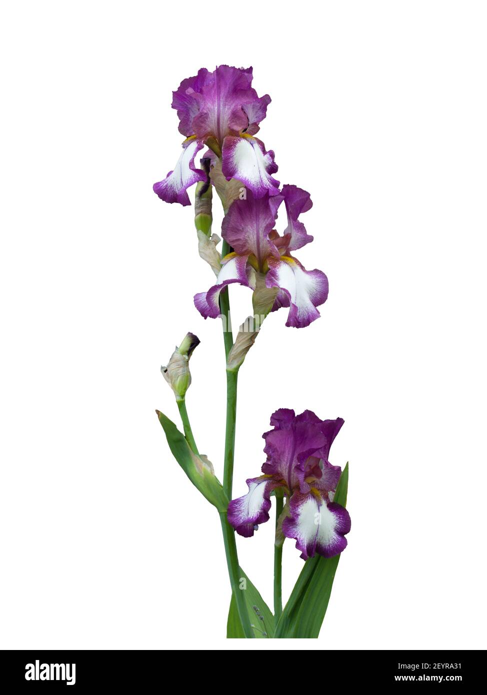 Hoch bärtige Iris - Deutsche Schwertlilie Stockfoto
