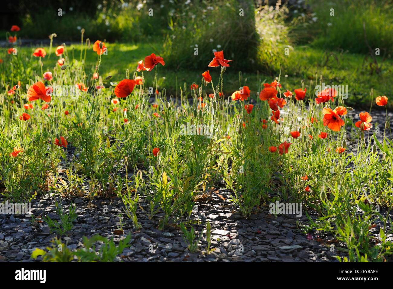 Feldmohn, Papaver rhoeas, besiedeln zerkleinerten Schiefer Weg. Selbst sät sich in den Kies und erscheint jedes Jahr wieder. Ungewollter Kiesgarten. Stockfoto