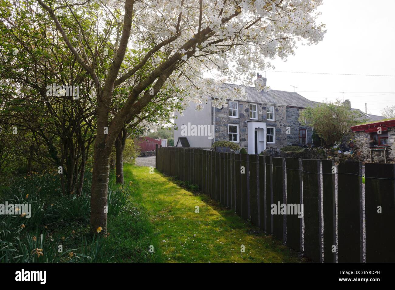 Moderner Schieferzaun, inspiriert von traditionellen Schieferzäunen der Umgebung. Weiße Kirschblüte weht im Wind. Prunus serrulata 'Jo-nioi', Trad Stockfoto