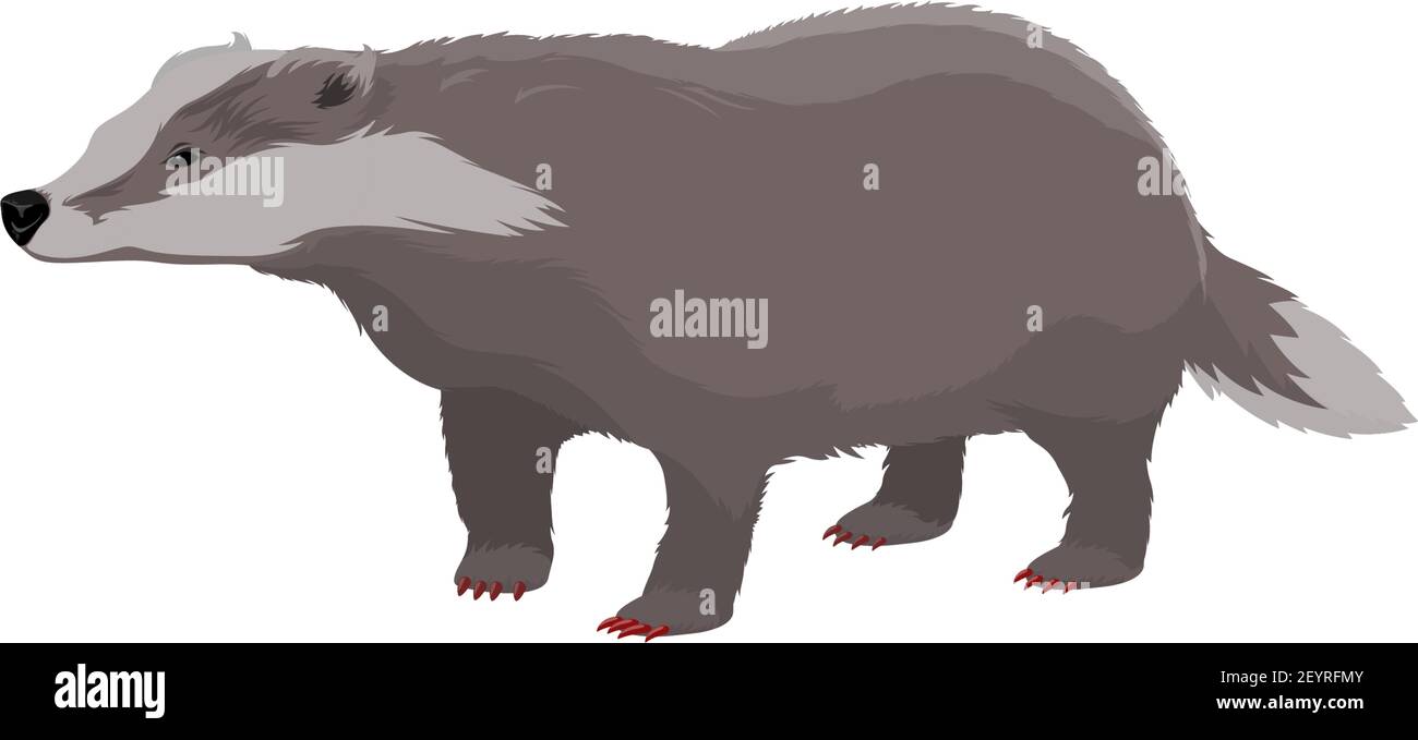 Europäischer Dachs isoliert Wildtiere. Vector kurzbeinige Omnivore, Wald Cartoon-Charakter Stock Vektor