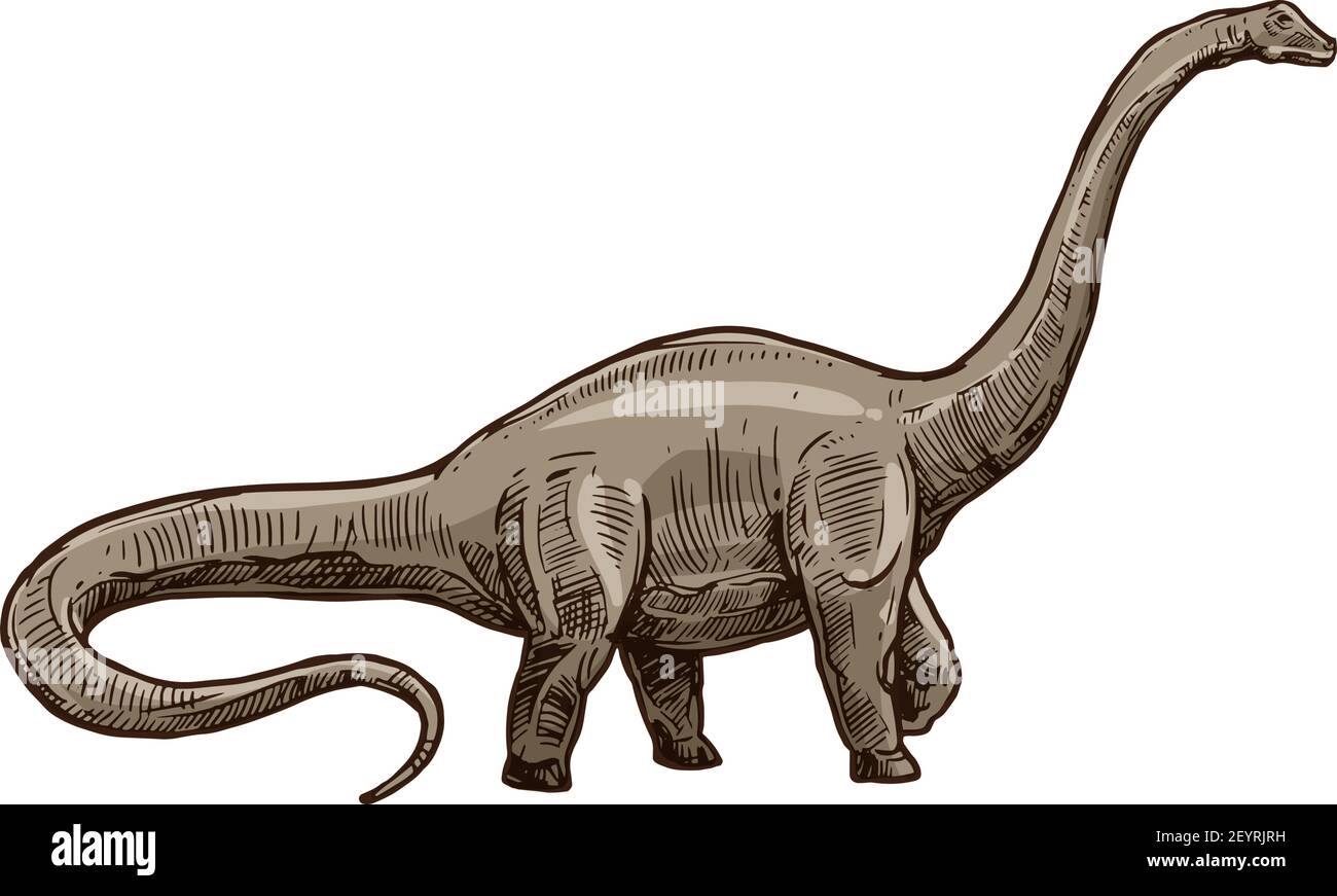 Sauropoden Dinosaurier isoliert Brachiosaurus Skizze. Vektor Camarasaurus, prähistorische ausgestorbene Tier Stock Vektor