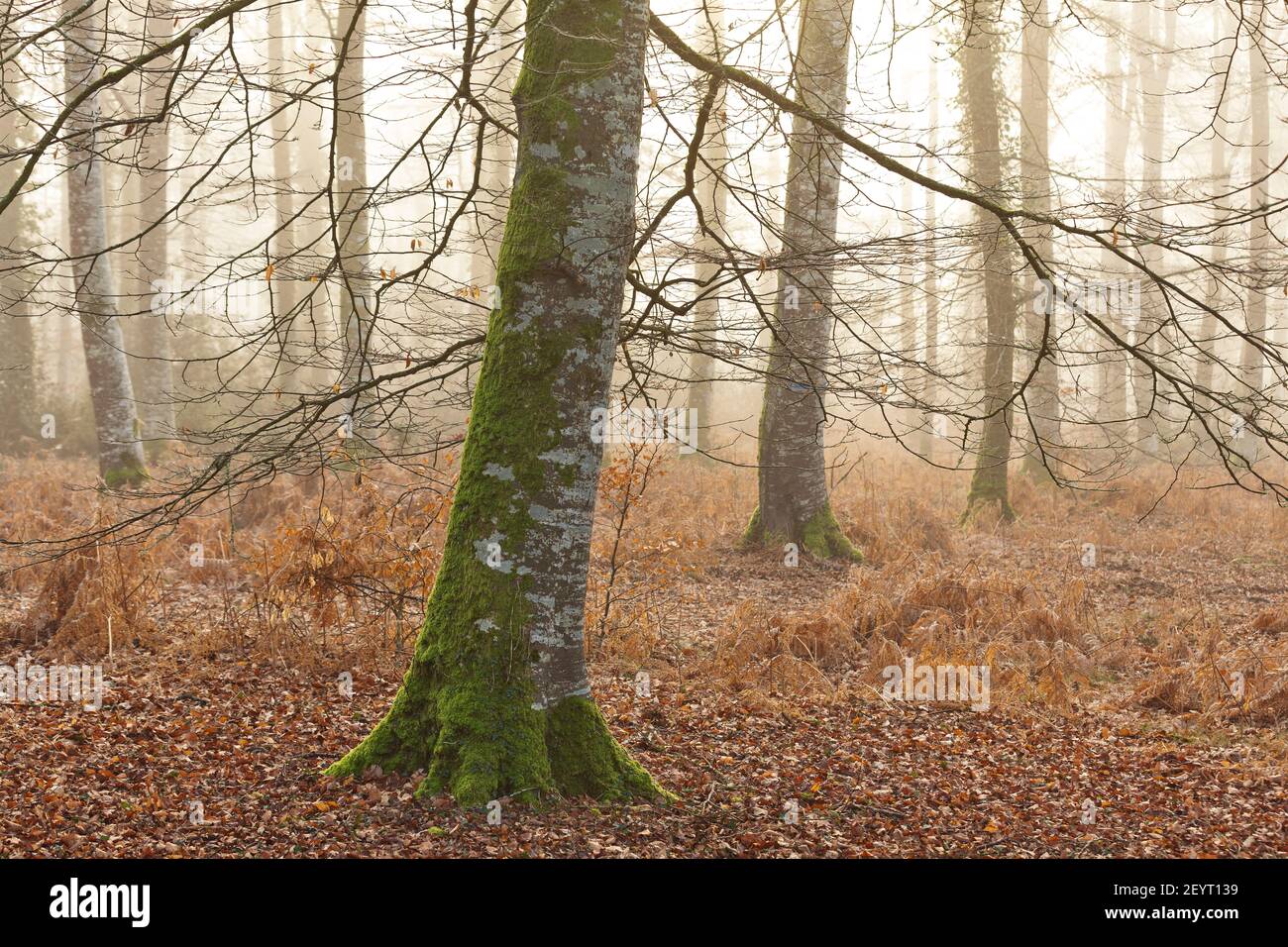 Sonnenaufgang im Nebelwald von Cerisy, Foret de Cerisy, Calvados, Manche, Normandie, Frankreich Stockfoto