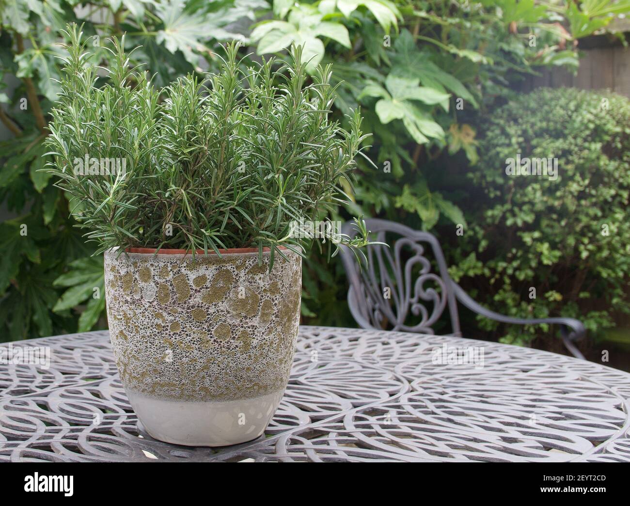 Topf mit Rosmarin Kraut auf dem Tisch im Garten mit stehen Büsche im Hintergrund Stockfoto