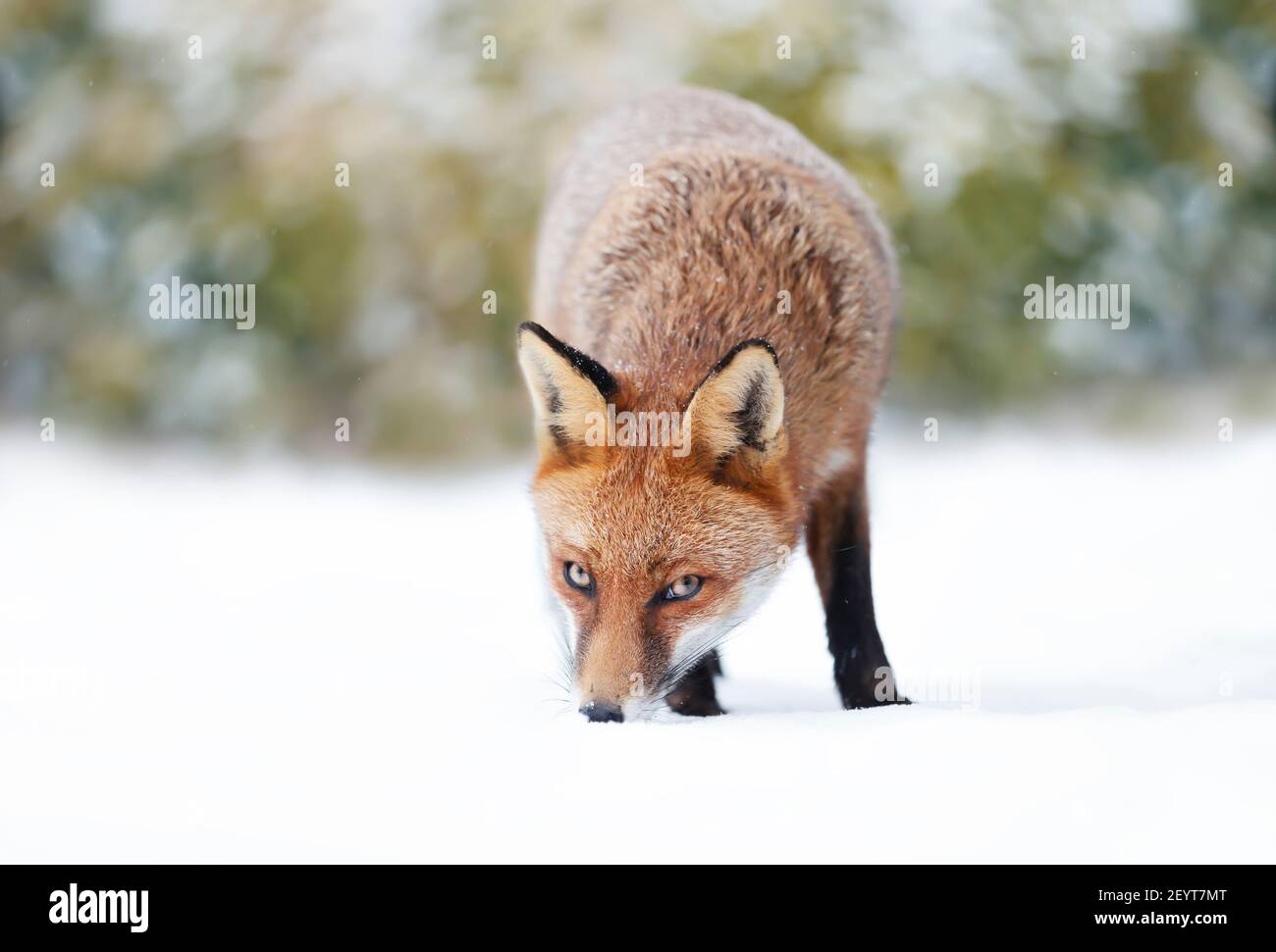 Nahaufnahme einer roten Fuchs im Schnee, Winter in Großbritannien. Stockfoto