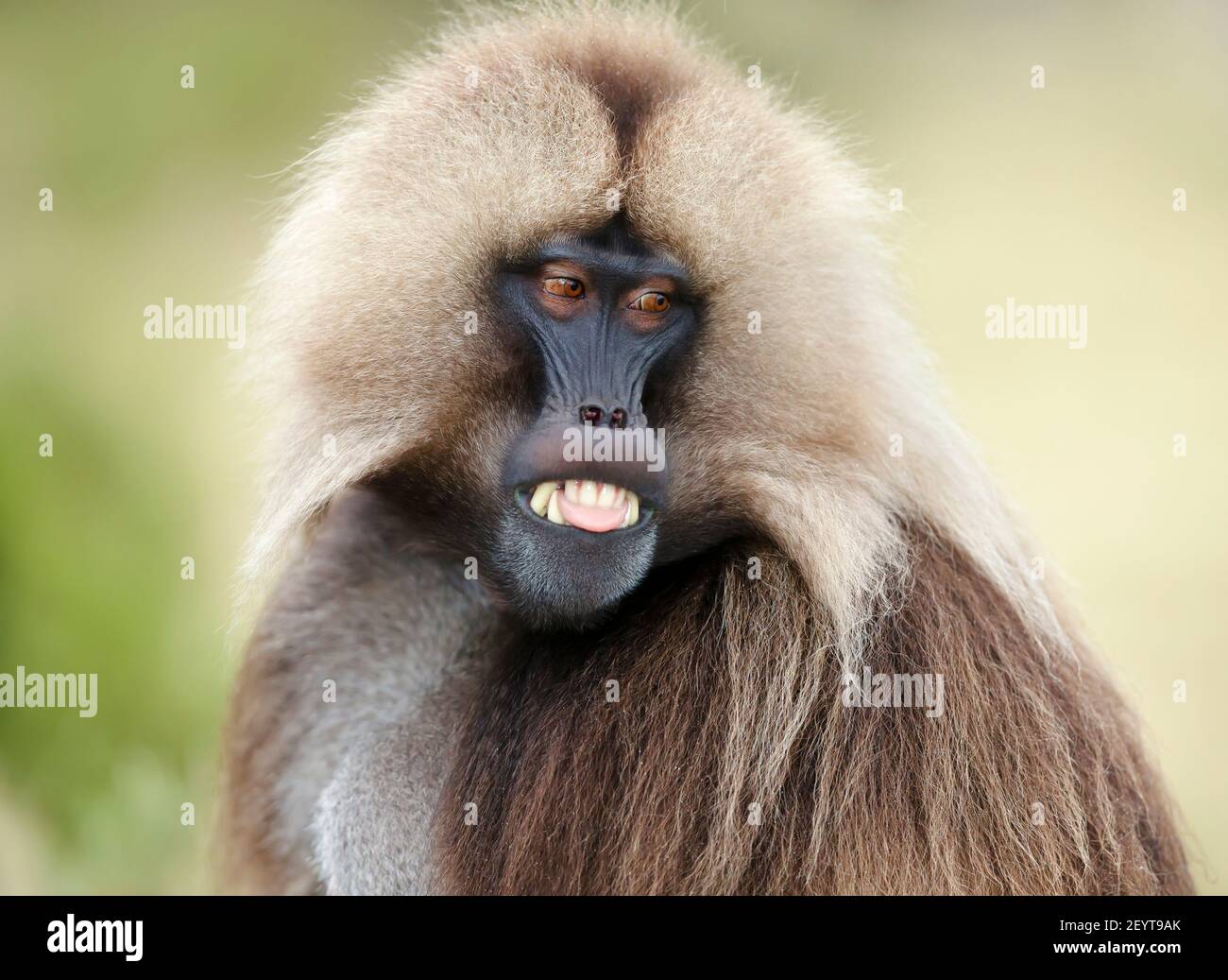 Nahaufnahme eines männlichen Gelada-Affen (Thermopithecus gelada) vor grünem Hintergrund in Simien Mountains, Äthiopien. Stockfoto