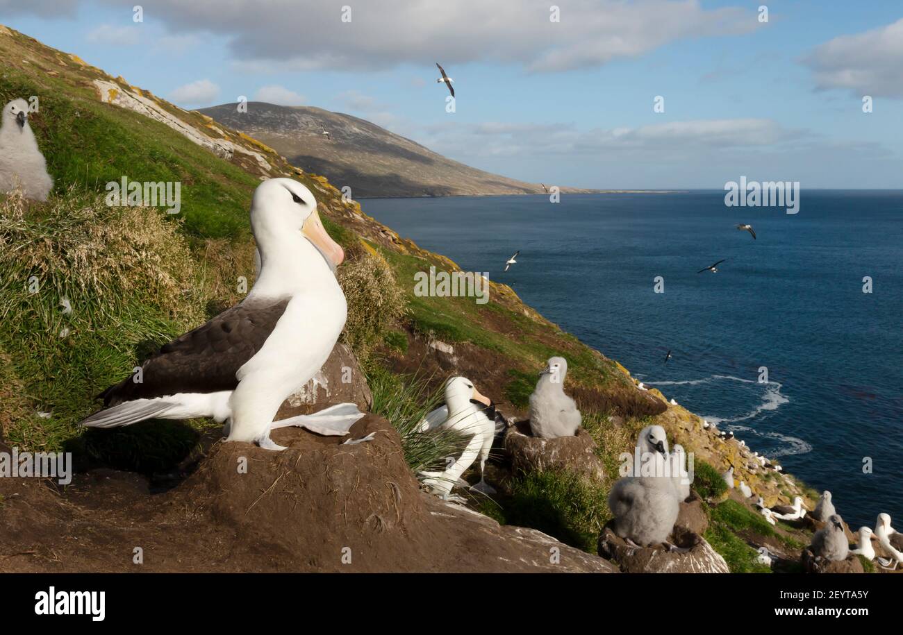 Nahaufnahme eines Schwarzbrauen Albatros, der auf einem Schlammsäulennest an den steilen Küsten der Falklandinseln sitzt. Stockfoto