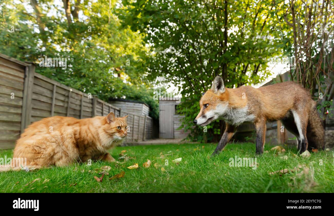 Nahaufnahme einer Katze und Rotfuchs im Garten, Großbritannien. Stockfoto