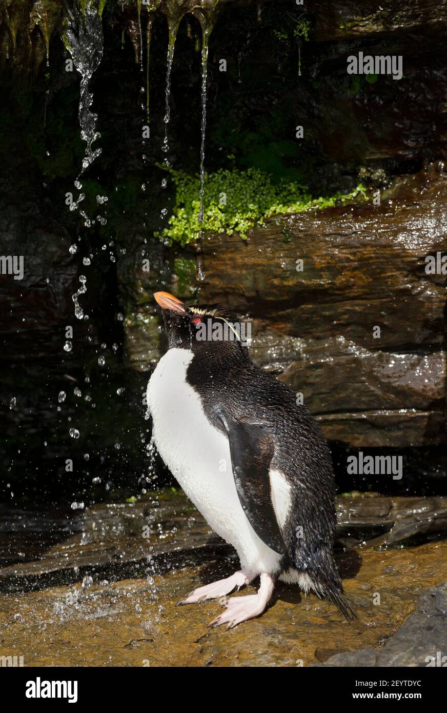 Nahaufnahme eines südlichen rockhopper Penguin unter einem Strom von Wasser Dusche, Falkland Inseln. Stockfoto