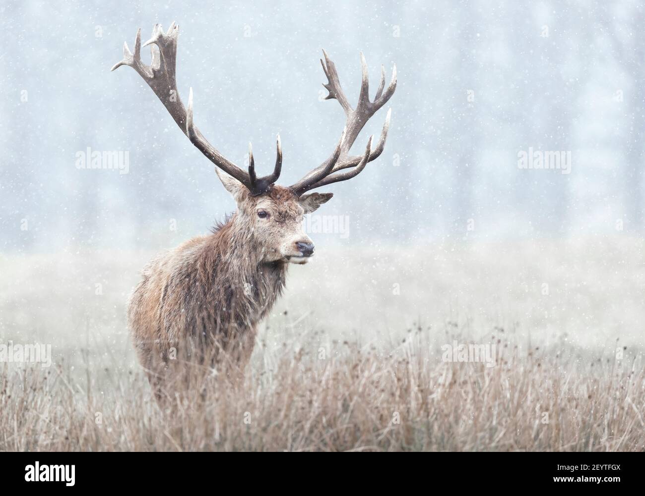 Nahaufnahme eines Rothirschhirsches im ersten Schnee im Winter, Großbritannien. Stockfoto