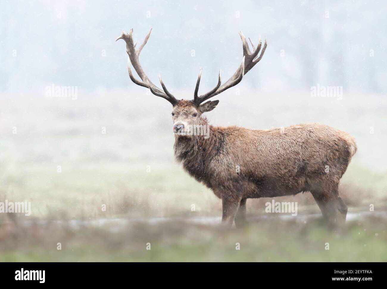 Nahaufnahme eines Rothirschhirsches im ersten Schnee im Winter, Großbritannien. Stockfoto