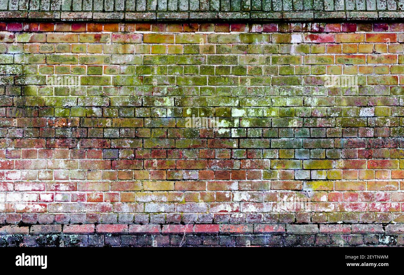 Abstrakt von einer alten verwitterten Backsteinmauer, die mit Grün bedeckt ist Flechten Stockfoto