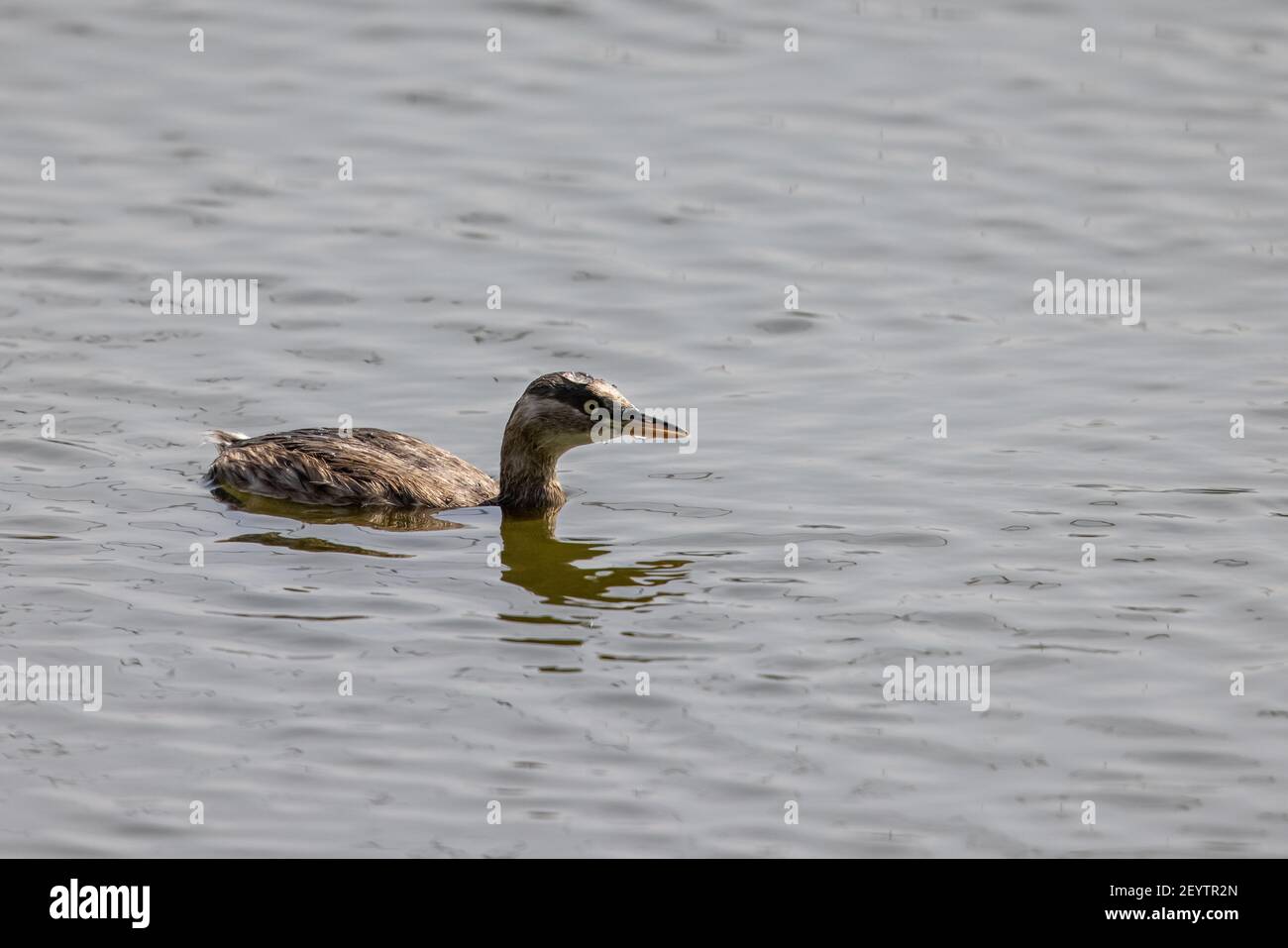 Zwergtaucher (Tachybaptus ruficollis) schwimmend auf dem Wasser Stockfoto