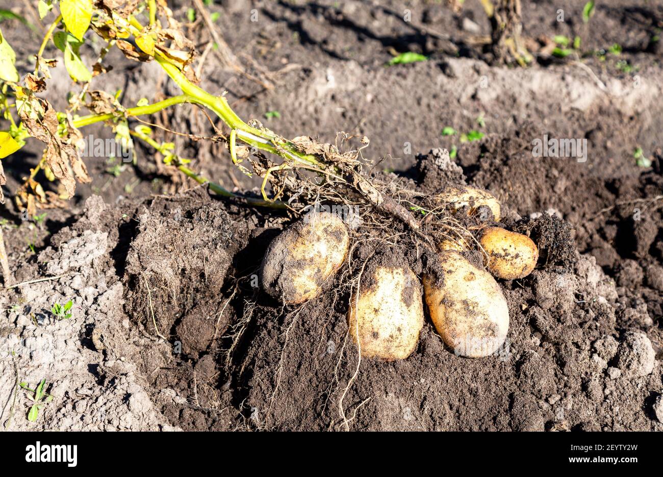 Frisch gegrabene Bio-Kartoffeln der neuen Ernte auf der Kartoffelplantage. Kartoffelernte im Gemüsegarten Stockfoto