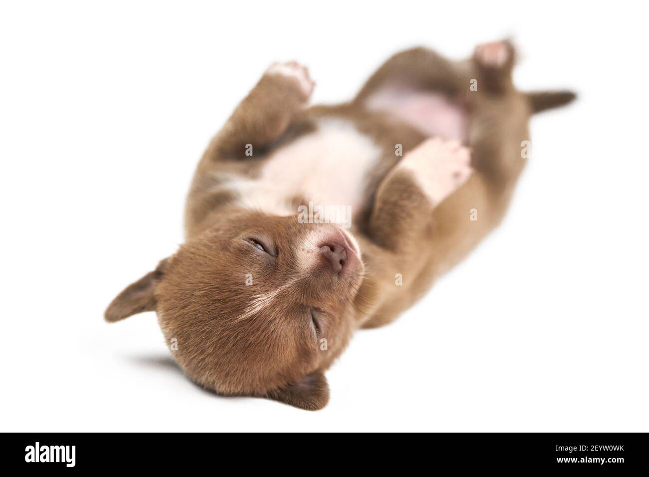 Schlafen auf dem Rücken Chihuahua Welpe auf weißem isolierten Hintergrund. Kleine niedliche weiße braune Hunderasse. Stockfoto