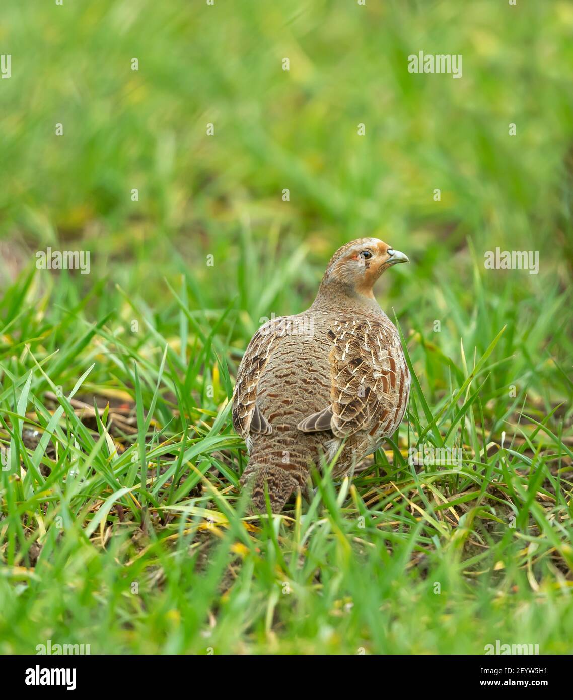 Nahaufnahme eines Grauen Rebhuhns im Frühling. Wissenschaftlicher Name: Perdix perdix. Auch bekannt als die englische Rebhuhn. Stand in natürlichen Farmland Lebensraum. Stockfoto