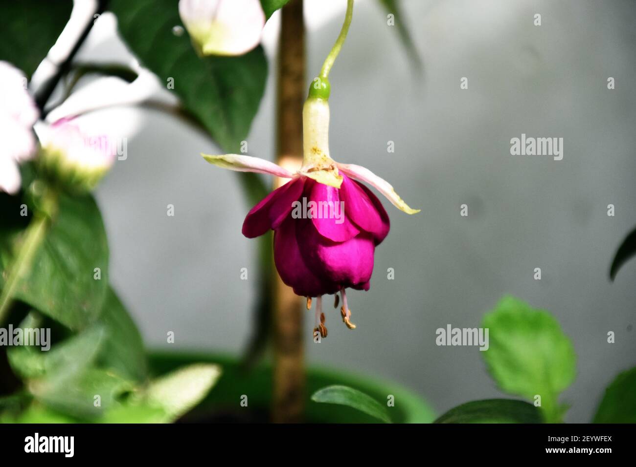 Schöne Fuchsia hybrida Blume Stockfoto